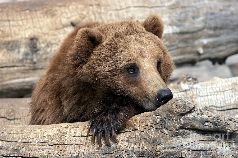 Grizzly Bear Relaxation Photograph by Lincoln Rogers