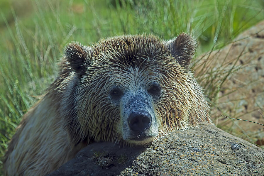 Grizzly bear resting Photograph by Garry Gay