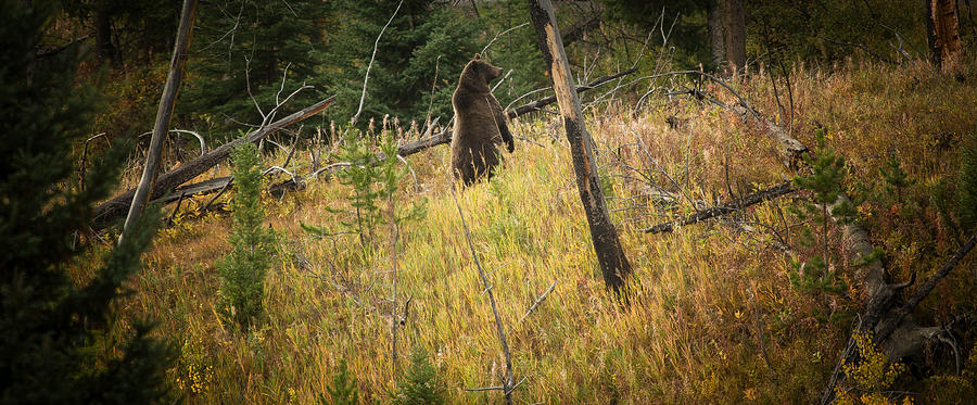 Bear Photograph - Grizzly Bear by Roger Mullenhour