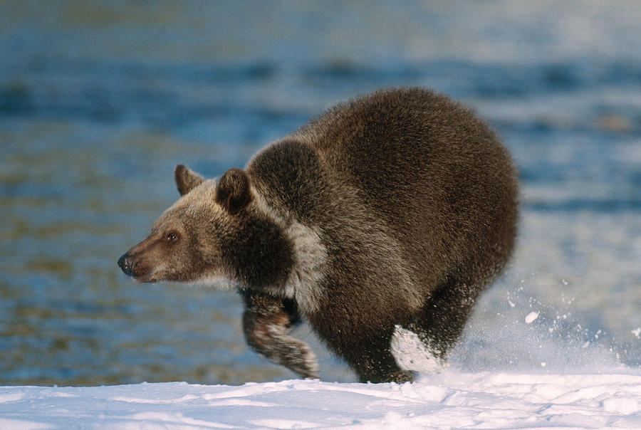 Grizzly Bear Running Photograph by Jeffrey Lepore