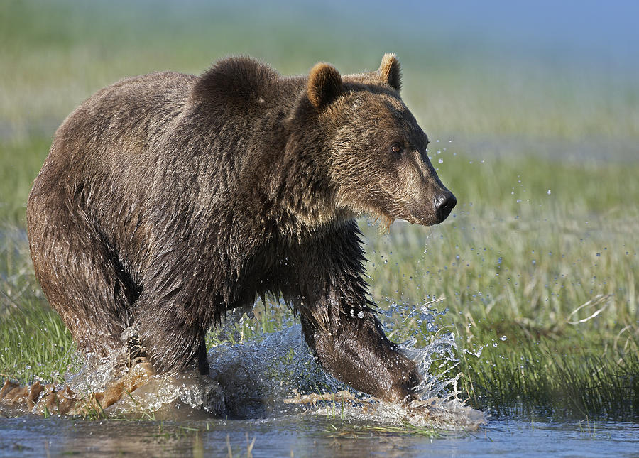 Grizzly Bear Running Through Water Photograph by Tim Fitzharris