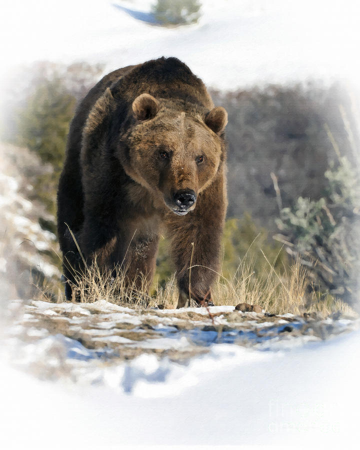 Grizzly Bear - Seeking Hibernation Photograph