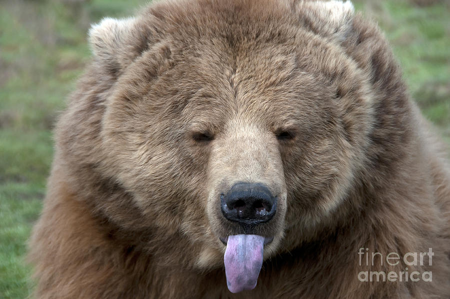 Grizzly Bear Showing Tongue Photograph by Mark Newman | Fine Art America