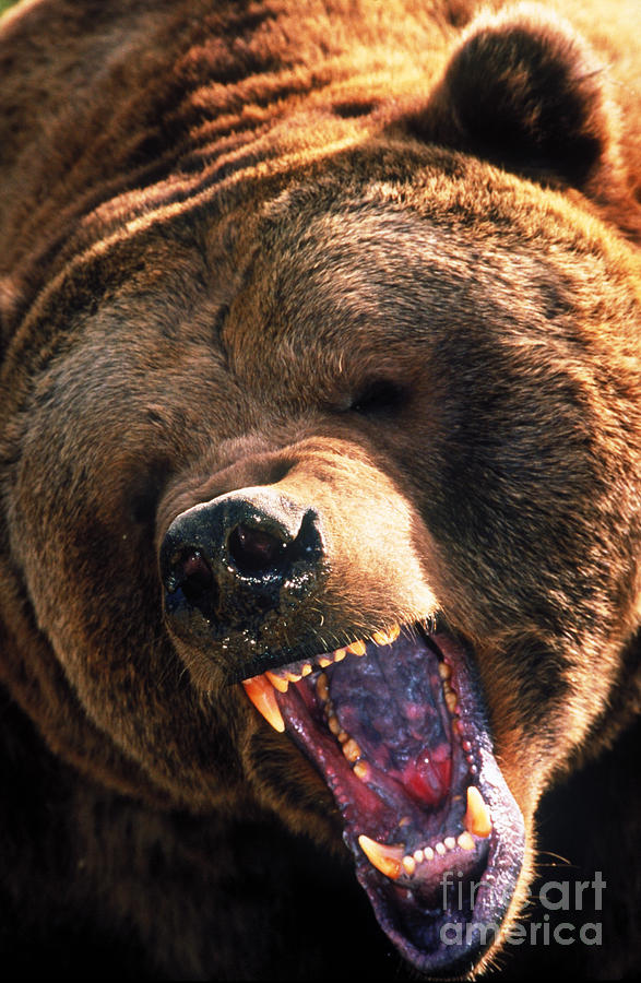 Mammal Photograph - Grizzly Bear Snarling by Mark Newman