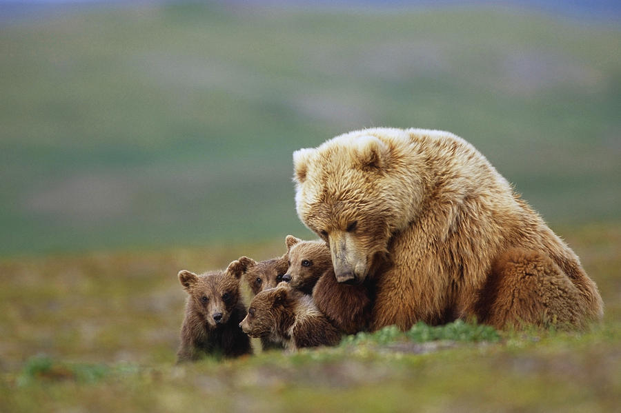 Katmai National Park Photograph - Grizzly Bear Sow W4 Young Cubs by Eberhard Brunner