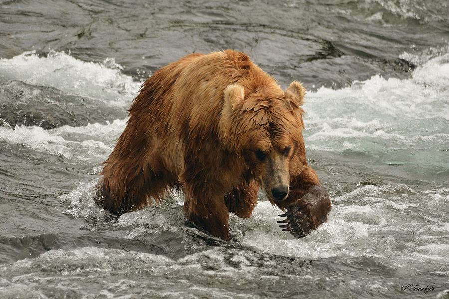 Grizzly Bear Photograph - Grizzly Bear Takes a Peek by Patricia Twardzik