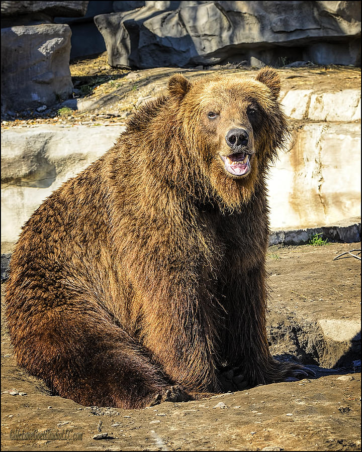 Grizzly Bear Talk     Photograph by LeeAnn McLaneGoetz McLaneGoetzStudioLLCcom