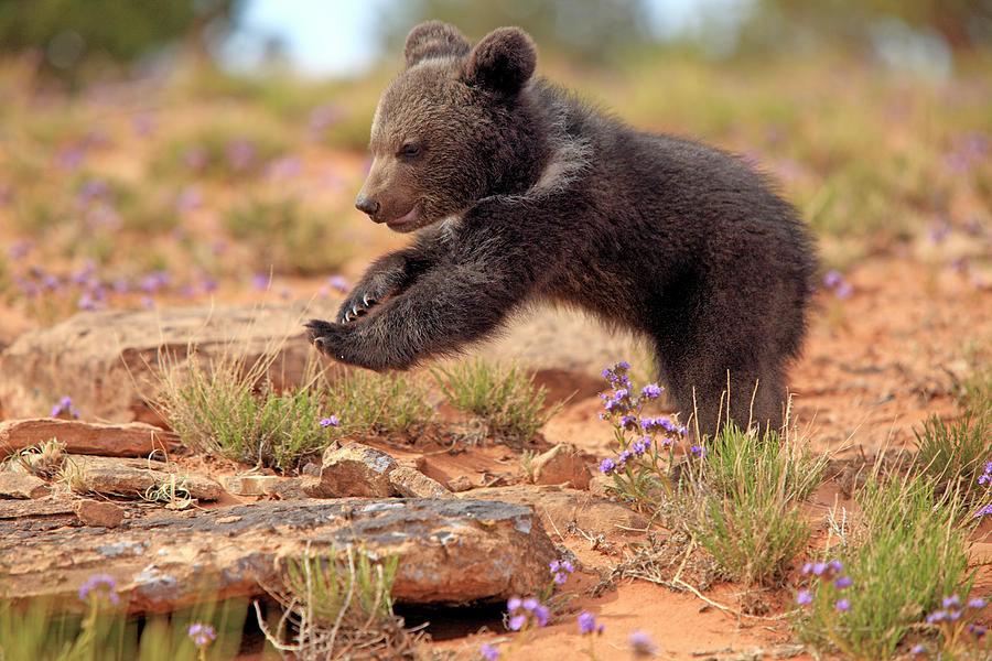 Grizzly Bear Photograph by Tier Und Naturfotografie J Und C Sohns
