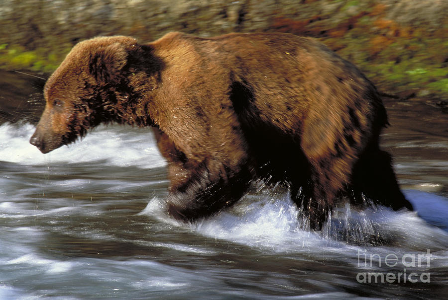 Grizzly Bear Ursus Arctos Photograph by Art Wolfe