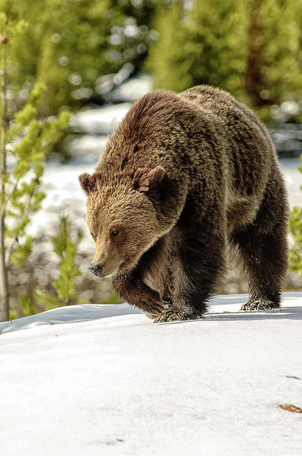 Grizzly Bear Ursus Arctos Horribilis by Donald A Higgs