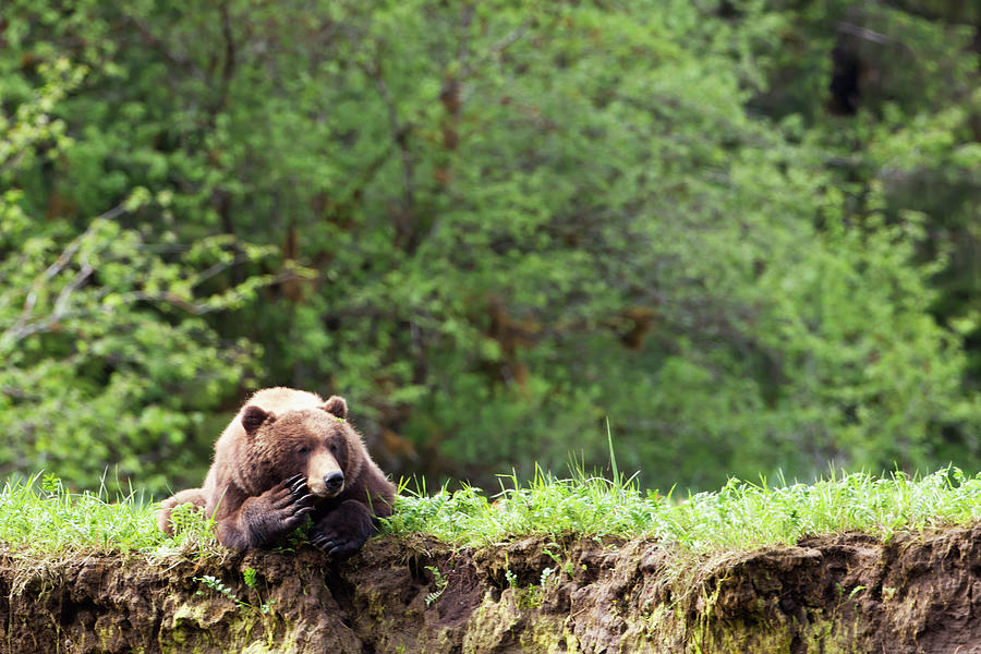 Grizzly Bear Ursus Arctos Horribilis Photograph by Richard Wear / Design Pics