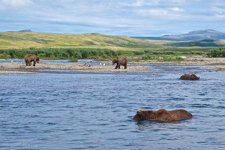 Grizzly Bear Viewing Fish under the Water in Moraine River in Katmai National Preserve, Alaska Photograph by Ruth Hager