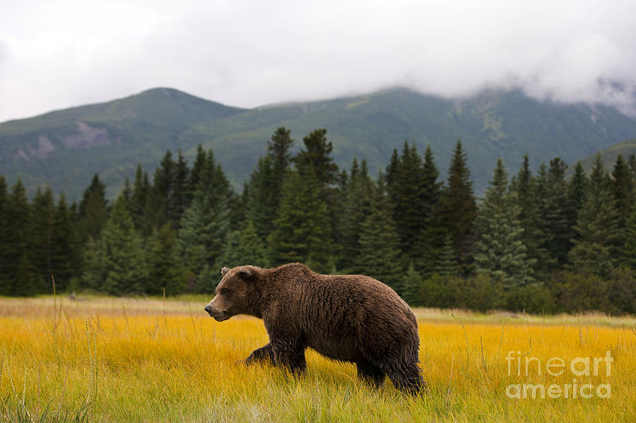 Grizzly Bear Walking Through Yellow Field Lake Clark National Park ...