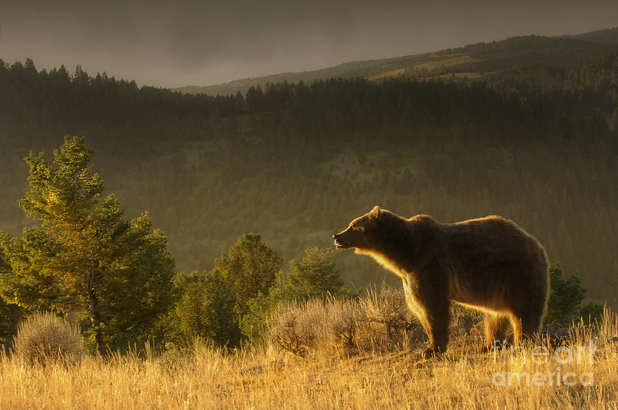 Grizzly-bear-animals-image 10 Photograph