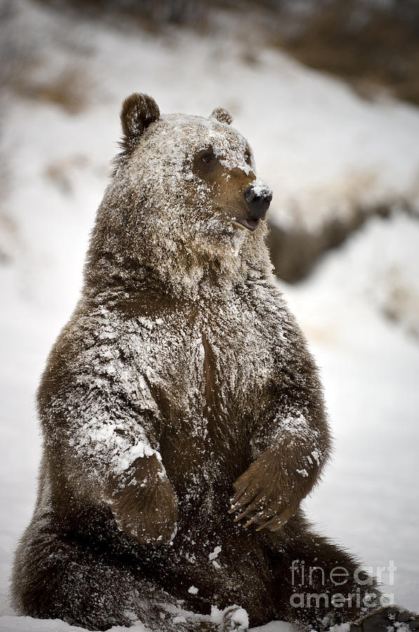 Grizzly Bear-animals-image 2 Photograph