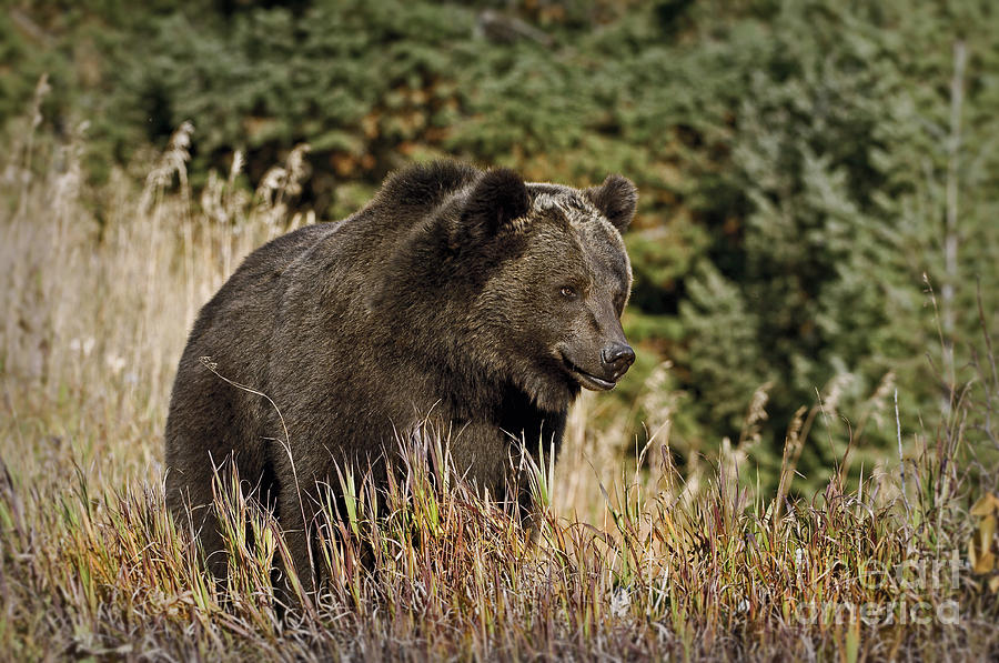 Grizzly-bear-animals-image 9 Photograph