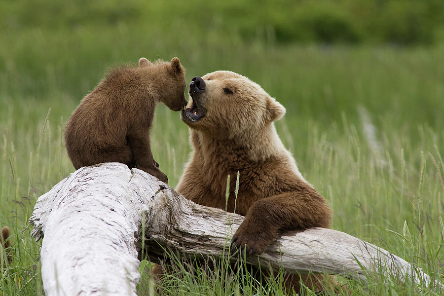 Grizzly Bear With Cub Playing Photograph by Matthias Breiter
