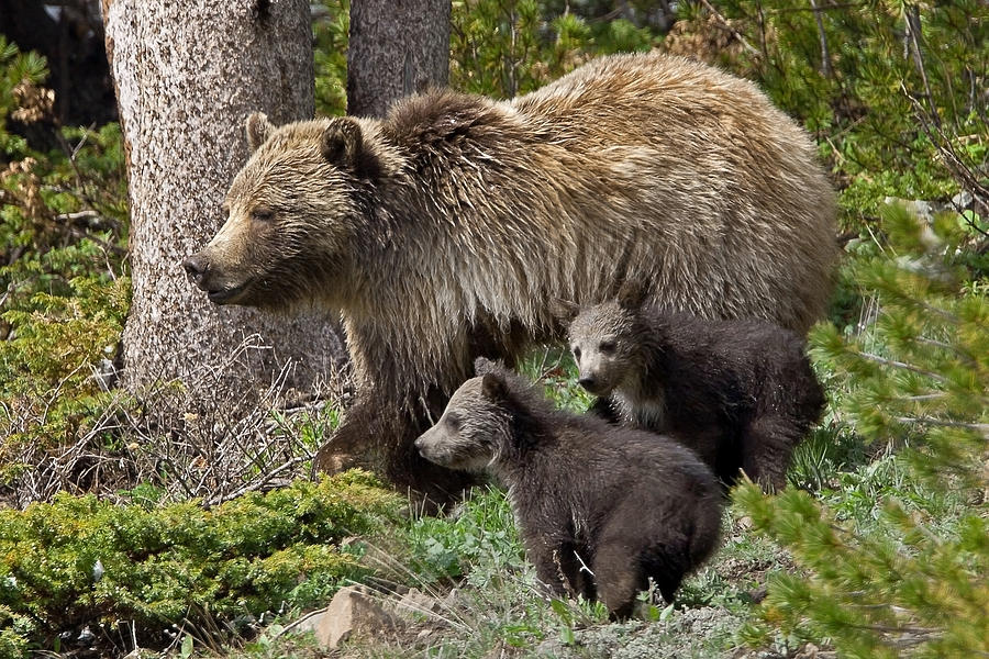 Grizzly Bear With Cubs Photograph by Jack Bell