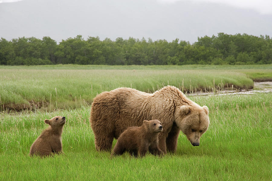 Grizzly Bear with Spring Cubs Photograph by Matthias Breiter