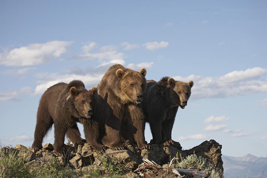 Grizzly Bear With Two Cubs Photograph by Tim Fitzharris