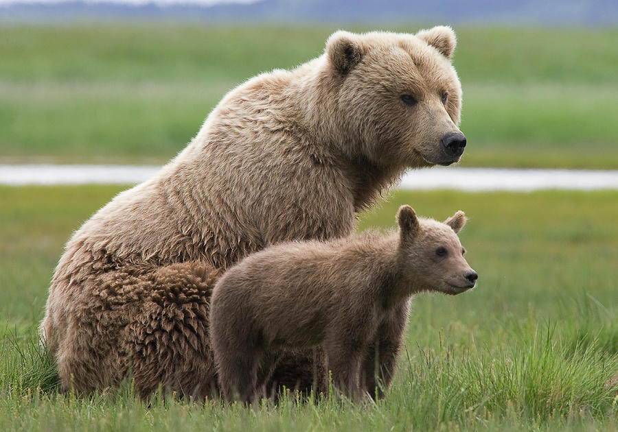 Grizzly Bear with Yearling Cub Photograph by Matthias Breiter