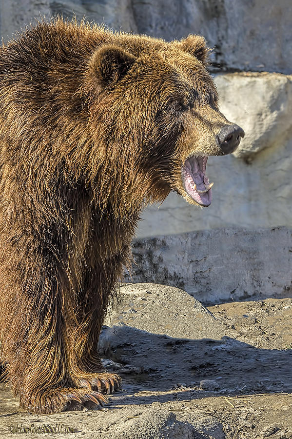 Animal Photograph - Grizzly Bear Yell     by LeeAnn McLaneGoetz McLaneGoetzStudioLLCcom
