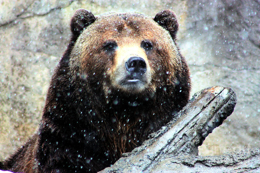 Grizzly Bearly Snowing Photograph by Nick Gustafson