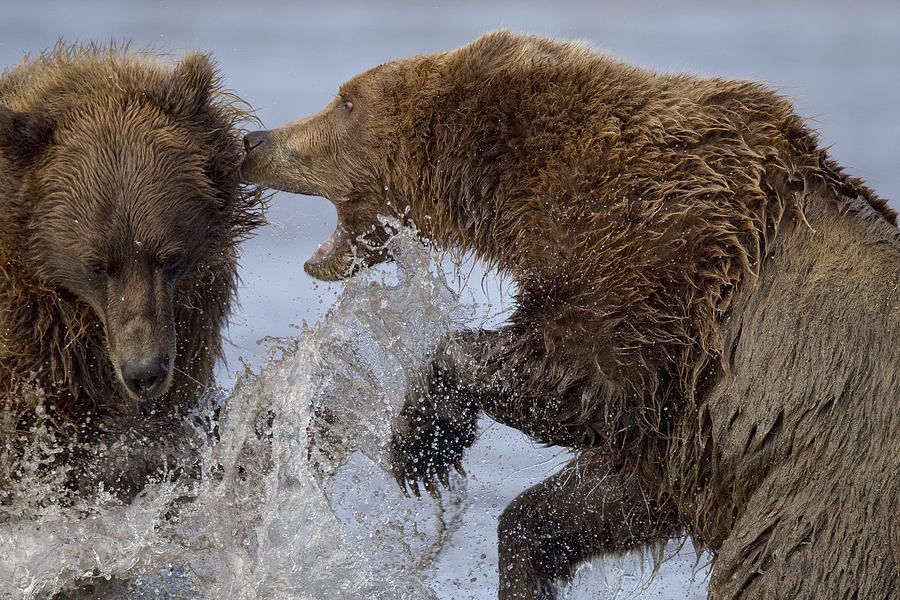 Grizzly Bears Fighting Lake Clark Np Photograph by Ingo Arndt Grizzly Bears Fighting Lake Clark Np Photograph by Ingo Arndt