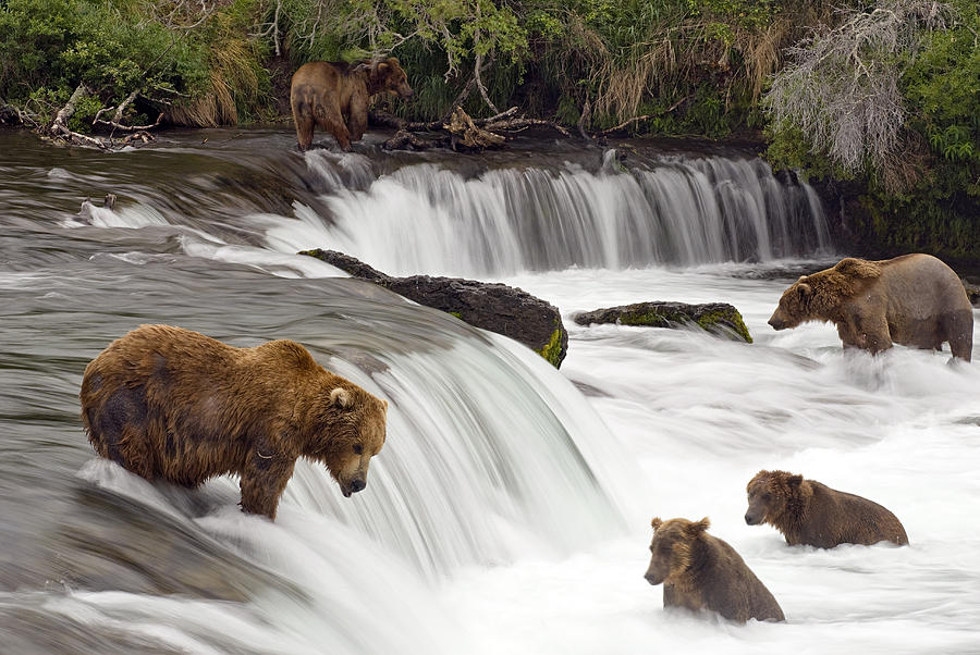 Katmai National Park Photograph - Grizzly Bears Fish At Brooks Falls In by Chris Miller