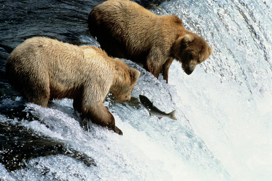 Grizzly Bears Fishing By Philippe Psaila Science Photo Library