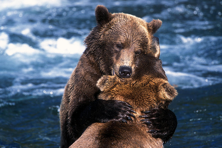 Grizzly Bears Playing Photograph by Greg Ochocki