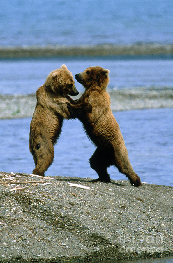 Grizzly Bears Ursus Arctos Playing Photograph by Art Wolfe