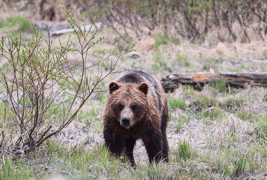 Grizzly brown bear Photograph by Shawna Clinkenbeard | Pixels