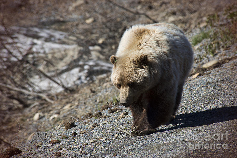 Grizzly by the Road Photograph by David Arment