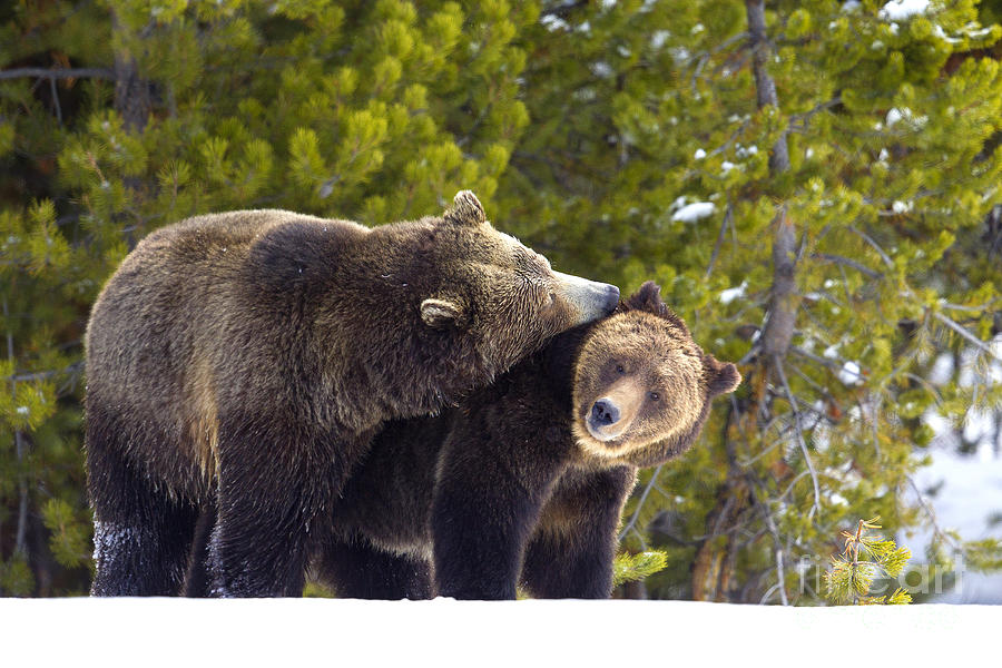 Grizzly Courtship Photograph by Aaron Whittemore