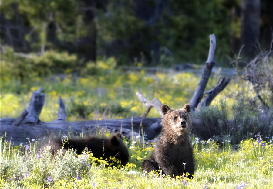 Grizzly Cub on the Lookout Photograph by Deby Dixon