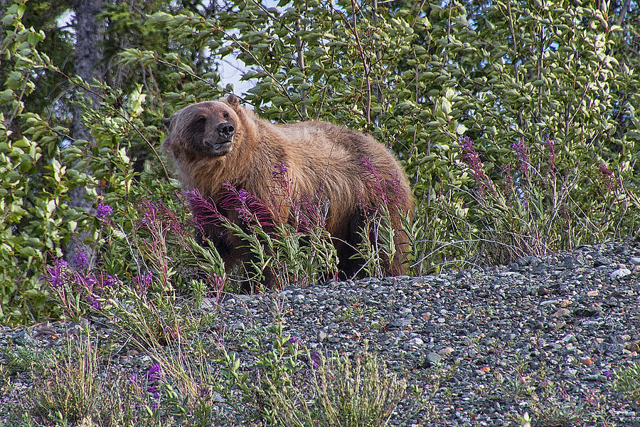Grizzly Photograph by David Gleeson