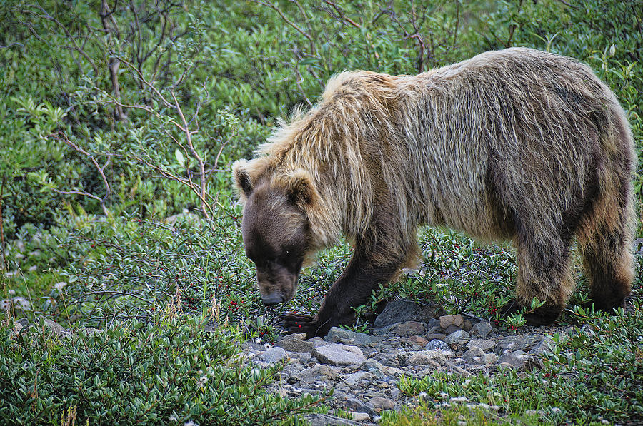 Grizzly Eating Berries Photograph by Betty Eich