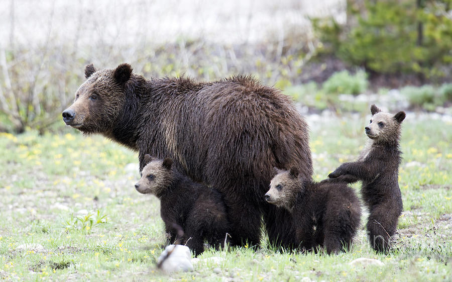 Grizzly Family Portrait Photograph by Deby Dixon