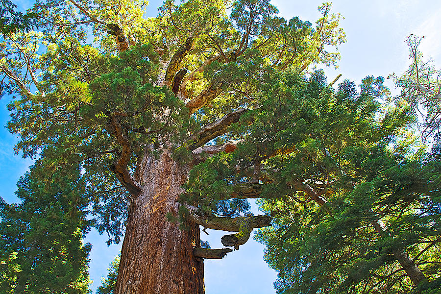 Grizzly Giant Sequoia Top in Mariposa Grove in Yosemite National Park-California    Photograph by Ruth Hager