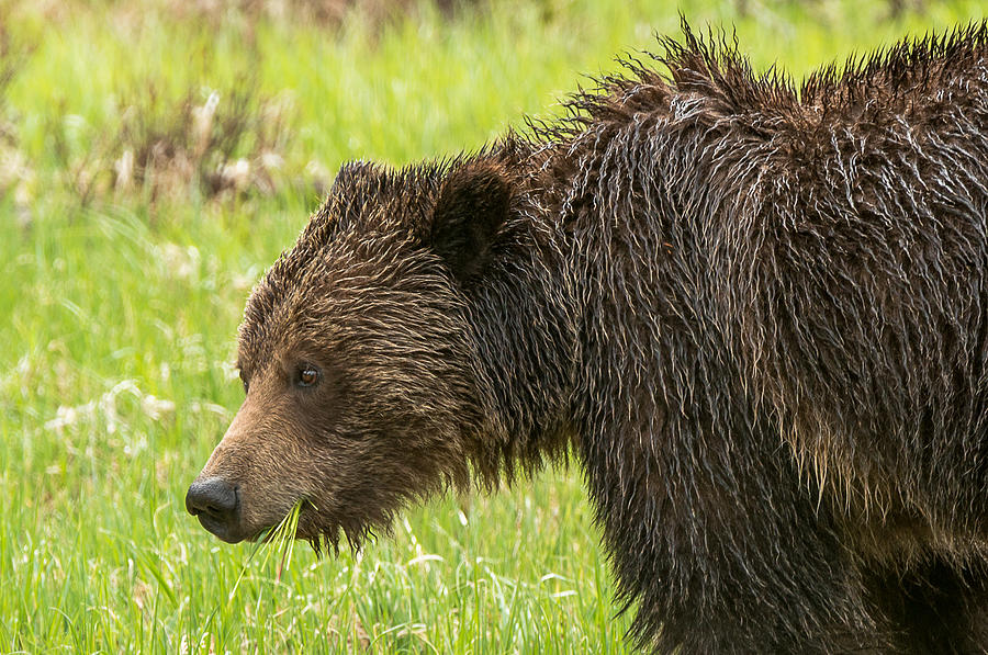 Grizzly Grazing Photograph by Yeates Photography