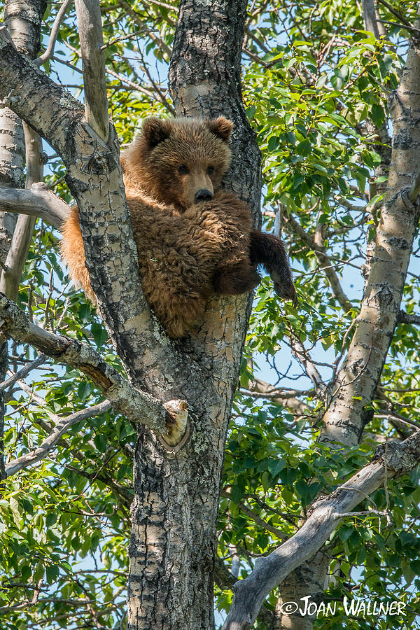 Grizzly Hanging Out Photograph by Joan Wallner