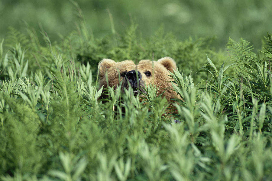 Grizzly Hidden In Ferns Near Karluk Photograph by Tom Bol