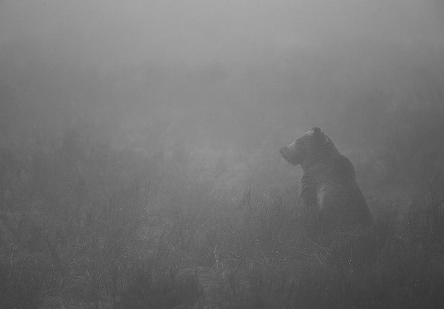 Grizzly in Fog Photograph by Max Waugh