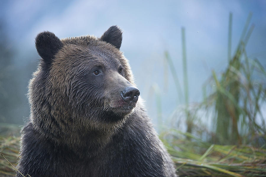 Grizzly in Morning Light Photograph by Bill Cubitt