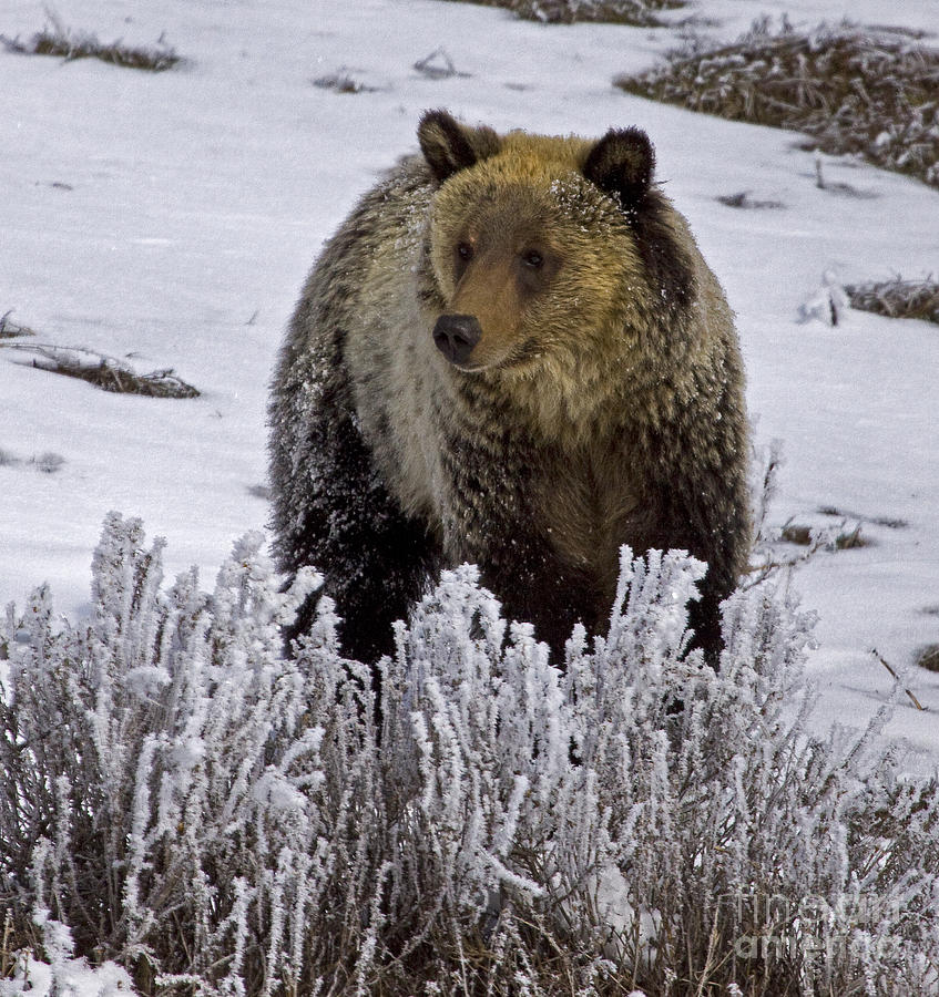 Grizzly In Snow  #1445 Photograph by J L Woody Wooden