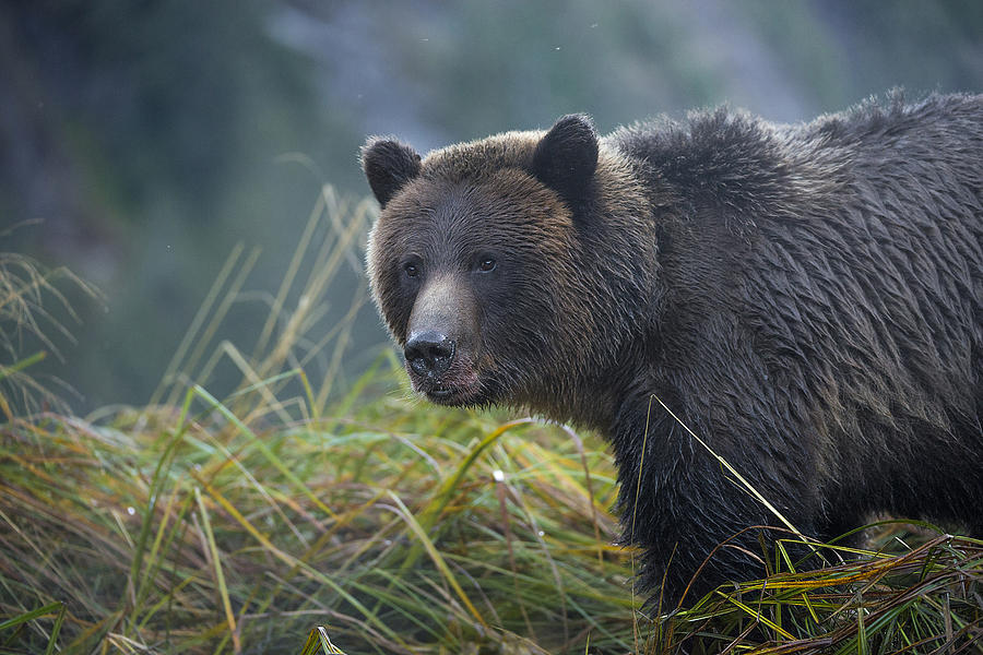 Grizzly in the Grass Photograph by Bill Cubitt