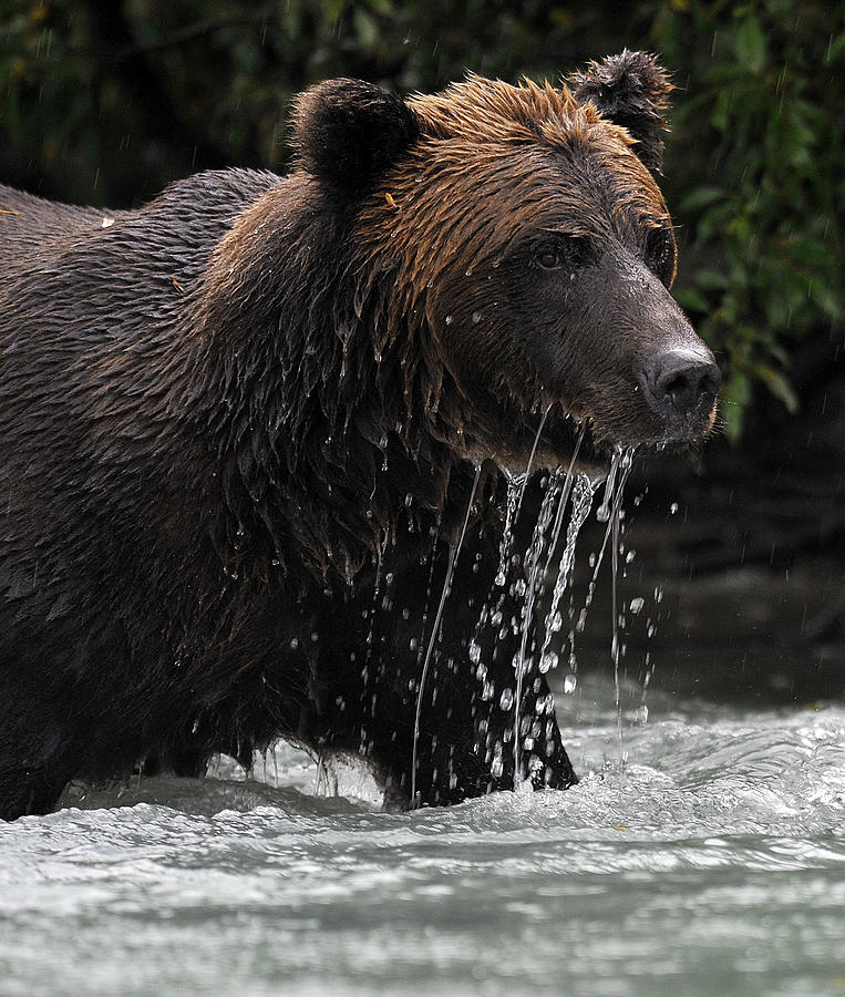 Grizzly In The Rain #1 Photograph by David Marr