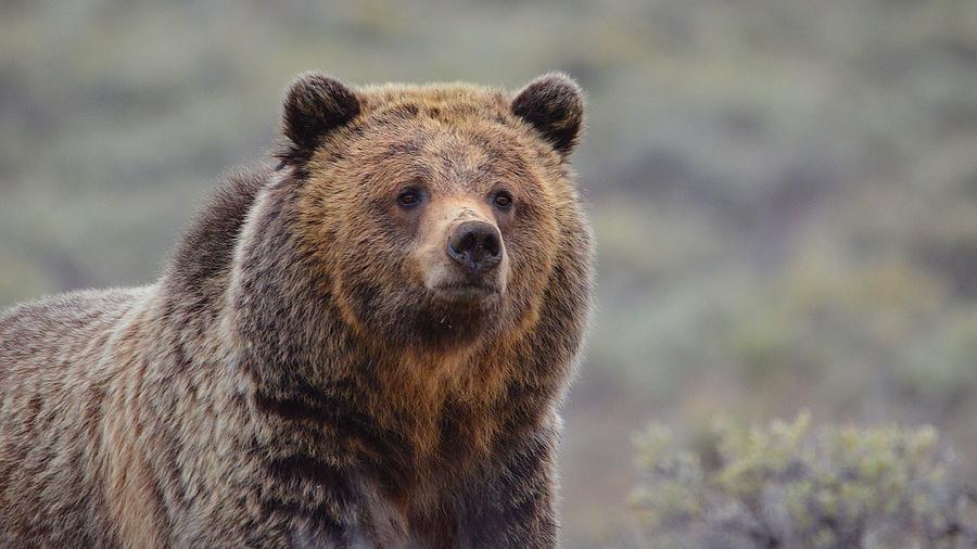 Grizzly in the Sage II Photograph by Kevin Spriggs - Fine Art America