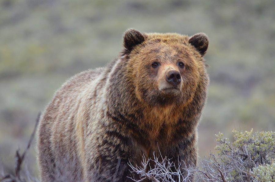 Grizzly in the Sage VII Photograph by Kevin Spriggs - Fine Art America